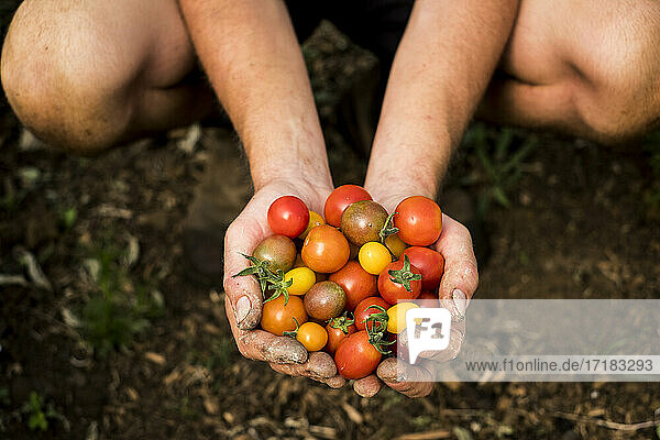 High angle close up of person holding bunch of freshly picked cherry tomatoes.