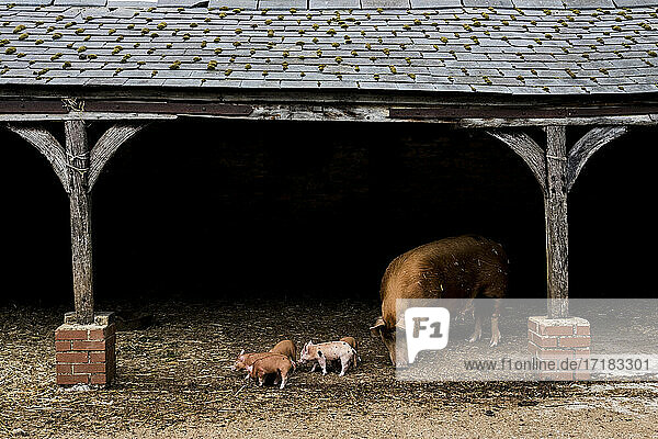 Tamworth-Sau mit ihren Ferkeln in einem offenen Stall auf einem Bauernhof.