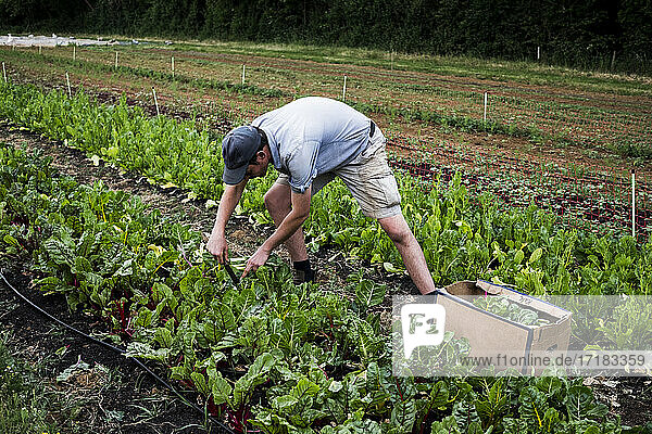 Mann bei der Ernte von Blattgemüse auf einem Bauernhof.