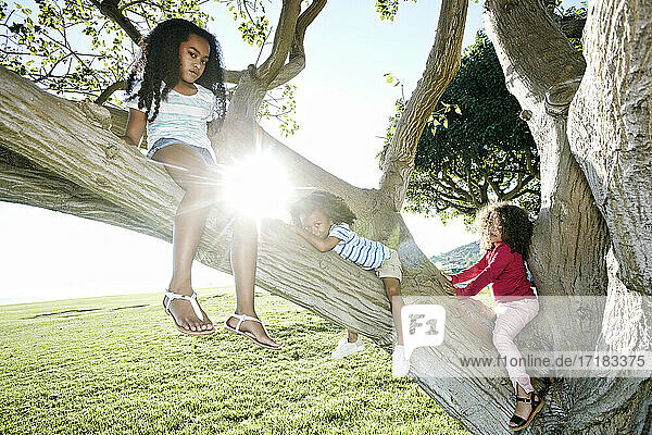 Junges gemischtrassiges Mädchen mit ihrer jüngeren Schwester und ihrem Bruder  die auf einen Baum klettern