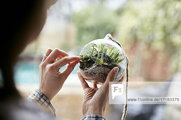 Nahaufnahme von Frauenhänden bei der Pflege von Pflanzen in einem Glasterrarium