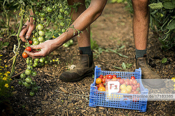 High angle close up of person picking cherry tomatoes on a farm.