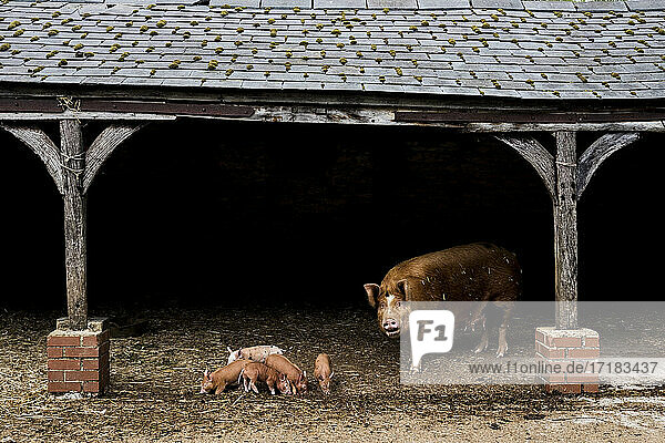 Tamworth sow with her piglets in an open barn on a farm.
