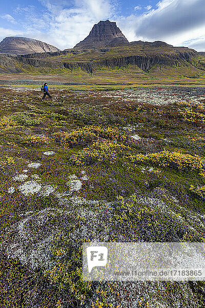 Wanderer in offener Tundra und säulenförmigem Basalt in Brededal  Disko Island  Qeqertarsuaq  Baffin Bay  Grönland  Polarregionen