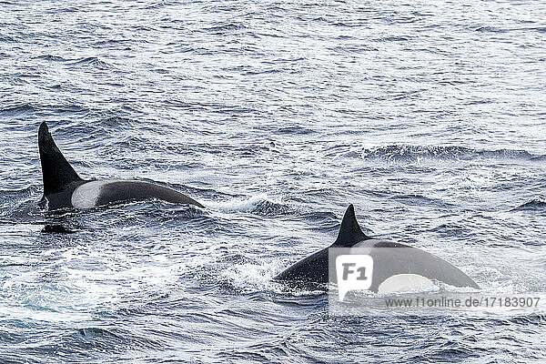 Schwertwale (Orcinus orca)  beim Fressen von Fischen an der Küste Ostgrönlands  Polargebiete