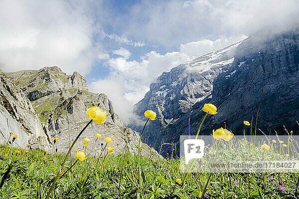 Gelbe Wildblumen in Blüte während der Wanderung zur Muttsee-Hütte auf dem Kalktrittli-Weg  Kanton Glarus  Schweiz  Europa