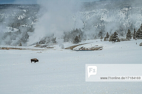 Einsamer amerikanischer Bison mit dampfenden thermischen Merkmalen im Schnee  Yellowstone National Park  UNESCO Weltkulturerbe  Wyoming  Vereinigte Staaten von Amerika  Nordamerika