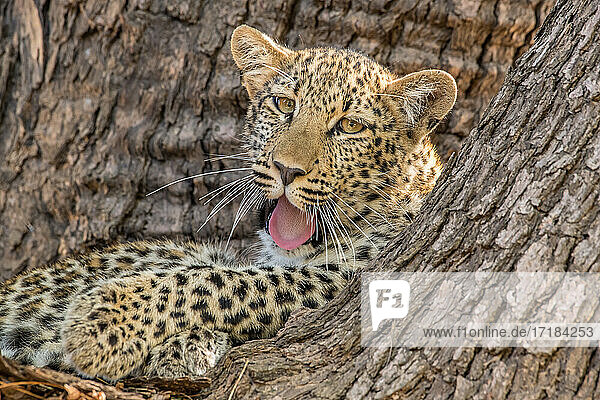 Junger Leopard (Panthera pardus)  gähnend in einem Baum  South Luangwa National Park  Sambia  Afrika
