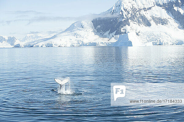 Buckelwal schlug Schwanz mit Antarktis Hintergrund  Antarktis  Polarregionen