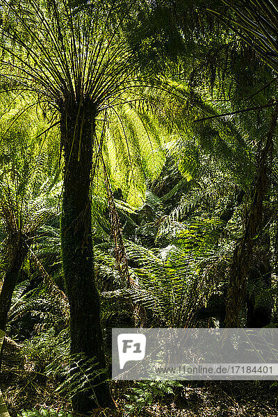 Weicher Baumfarn (Dicksonia antarctica)  Great Otway National Park  Victoria  Australien  Pazifik