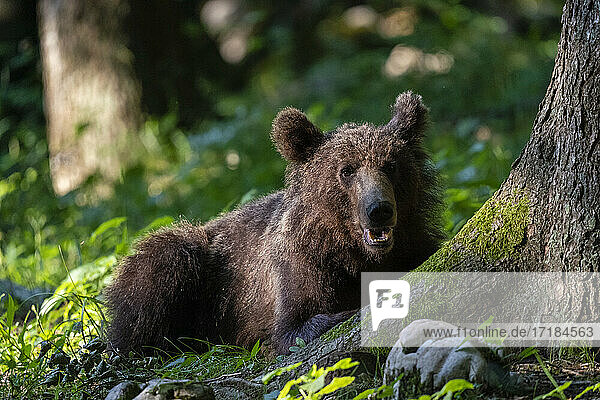 Europäischer Braunbär (Ursus arctos)  Notranjska Wald  Slowenien  Europa