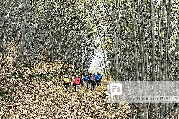 Hiking group  yellow carpet of leaves on hiking trail  foliage colouring  hornbeam forest (Carpinus betulus) in autumn  hornbeam  mixed deciduous forest  mature coppice  Hahnenbach valley near Bundenbach  Hunsrück  Rhineland-Palatinate  Germany  Europe