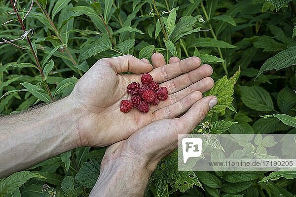 Freshly collected sky berries in one hand  Norway  Europe