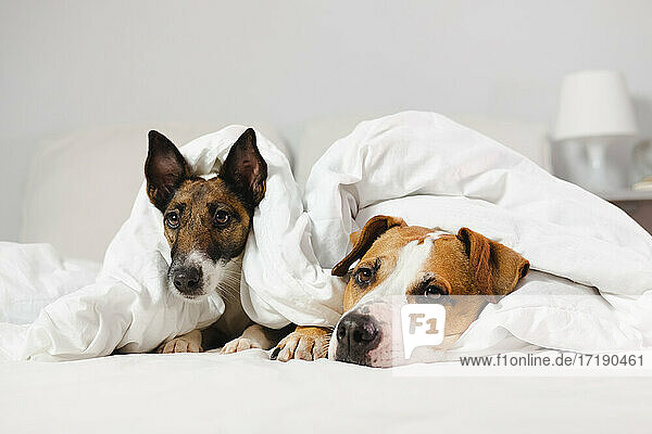 Zwei süße Hunde liegen in einem mit weißen Decken bedeckten Bett