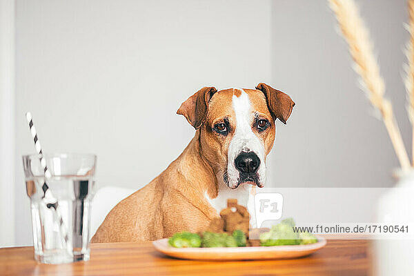 Porträt eines Staffordshire-Terriers am Küchentisch