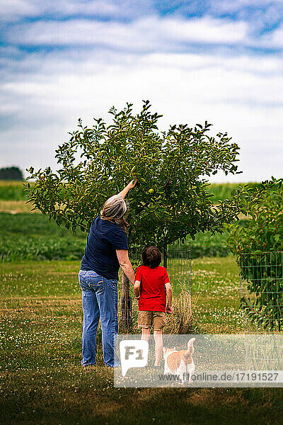 a mother and son picking apples from an apple tree on a farm