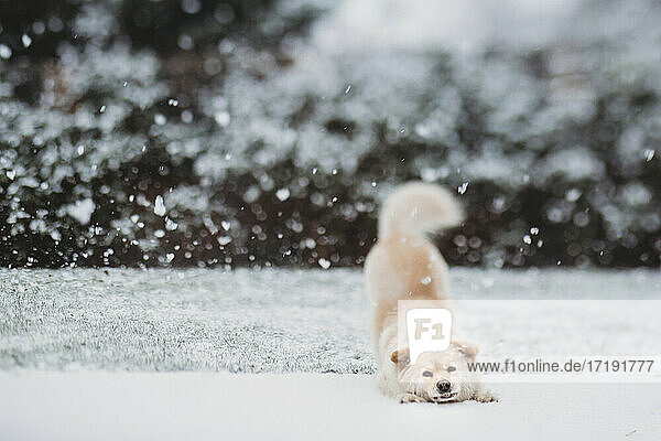 Cute Hund in nach unten Hund Pose im Schnee