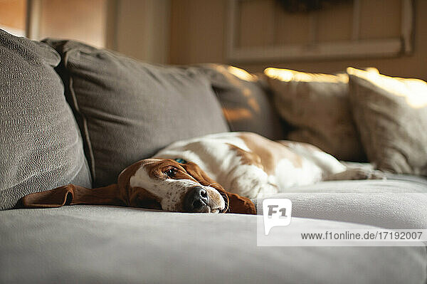 Müder Basset-Hund-Welpe mit langen Ohren liegt zu Hause auf der Couch