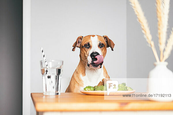Hungriger Hund am Küchentisch  der sich die Zunge leckt. Ernährung für Haustiere