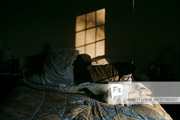 Calico Cat sitzt auf einem Bett in der Morgensonne