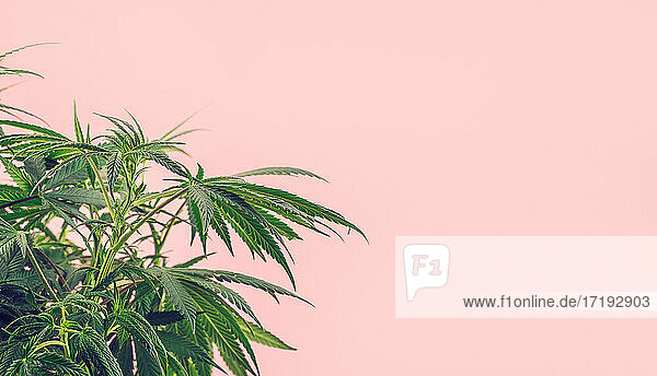 Cannabispflanze  Zweige von Marihuana vor rosa Hintergrund