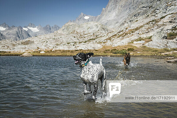 Hunde laufen im See am Berg
