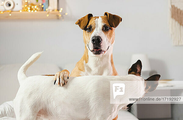 Lustiger Staffordshire-Terrier-Hund  der mit seinem Welpenkumpel spielt  ind
