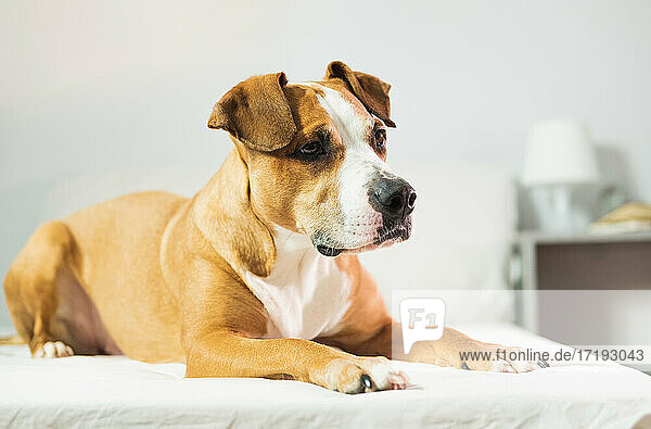 Niedlicher Staffordshire-Terrier-Hund liegt im Bett  Indoor-Nahaufnahme-Port