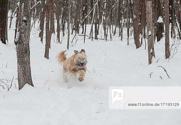 Aufgeregter Wheaten Terrier Hund  der schnell durch ein verschneites Waldgebiet läuft.