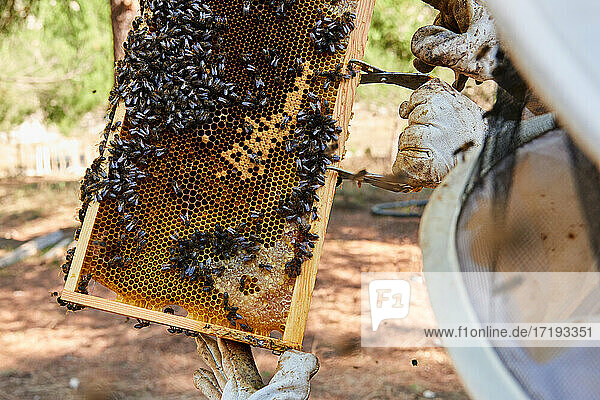 Imker beobachtet die harte Arbeit der Bienen  um den süßen Honig zu gewinnen