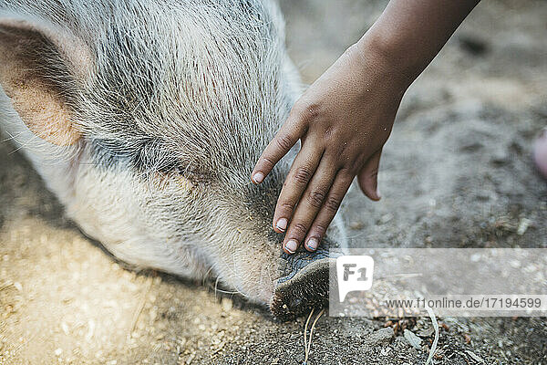 Nahaufnahme einer Kinderhand  die ein Schwein streichelt