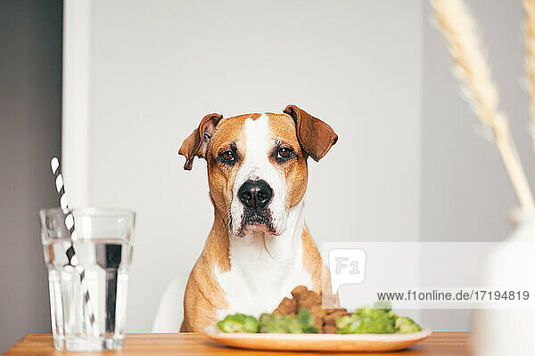 Porträt eines Staffordshire-Terriers am Küchentisch