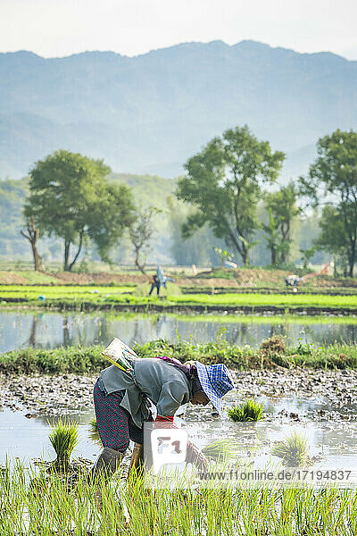 Seitenansicht einer Bäuerin bei der Arbeit auf einem Reisfeld in der Nähe von Kengtung  Myanmar