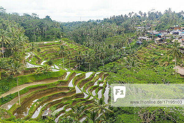 Luftaufnahme von terrassierten Reisfeldern in der Nähe eines Dorfes im Regenwald auf Bali  Indonesien Üppig grüne Reisfelder voller Wasser auf einem Hügel im Dschungel