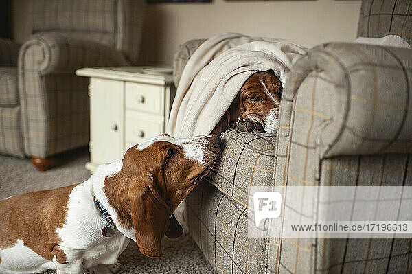 Basset hound Welpe prüft anderen Hund schlafend unter einer Decke im Stuhl