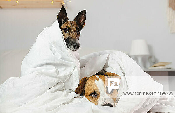 Zwei schläfrige und lustige Hunde in weißen Decken eingewickelt in einem Schlafzimmer