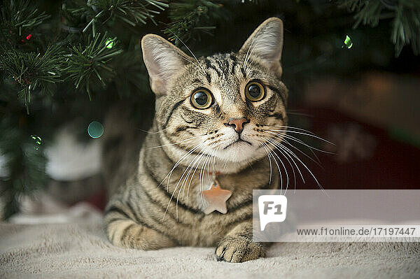 Tabby-Katze auf der Decke liegend unter den Zweigen des Weihnachtsbaums