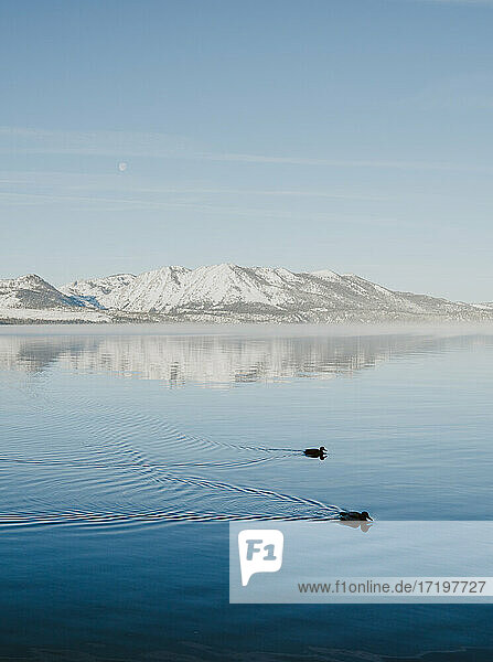 Ducks swim in Lake Tahoe with snow capped mountains in the background