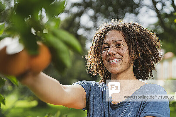 Lächelnde  lockig behaarte Frau pflückt Orangen vom Baum im Garten