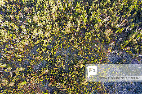 Germany  Bavaria  Konigsdorf  Aerial view of forest