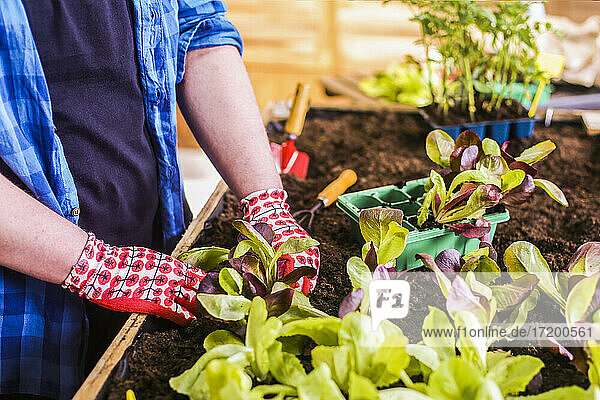 Junger Mann pflanzt Eichblattsalatsetzlinge in seinem städtischen Garten