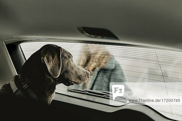 Labrador Retriever schaut durch das Fenster im Auto