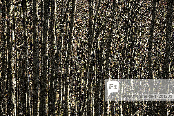 Kahler Buchenstamm im Wald im Winter