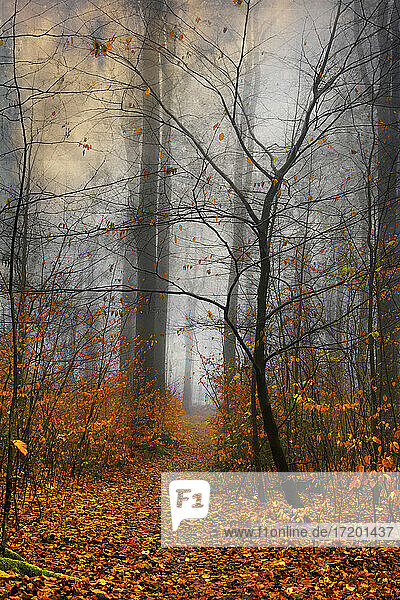 Germany  Wuppertal  Foggy forest in autumn