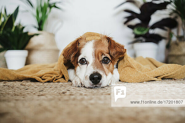 Hund mit Decke  der sich auf dem Teppich zu Hause entspannt