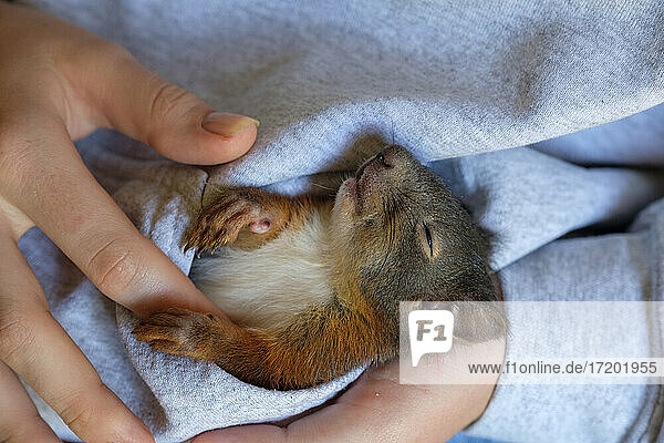 Junge Frau hält schlafendes Eichhörnchen in der Tasche