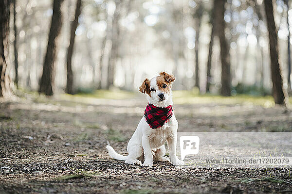 Jack Russell Terrier dog with scarf sitting in forest