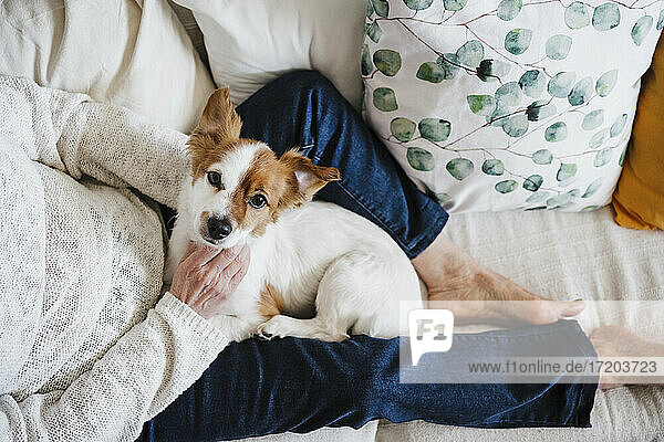 Jack Russell Terrier mit älterer Frau  die zu Hause auf dem Sofa sitzt