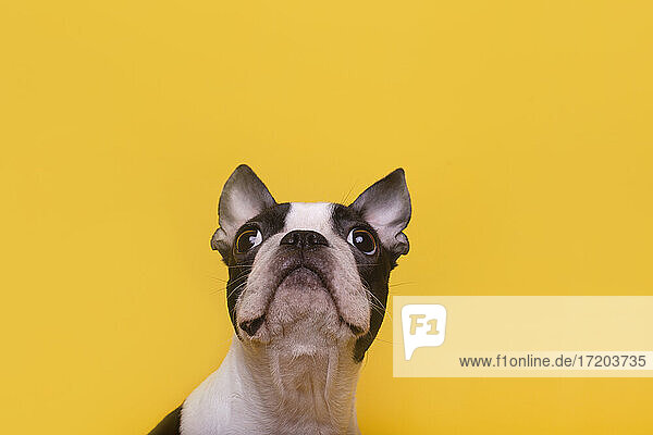 Kopf eines Boston Terrier Welpen  der nach oben schaut