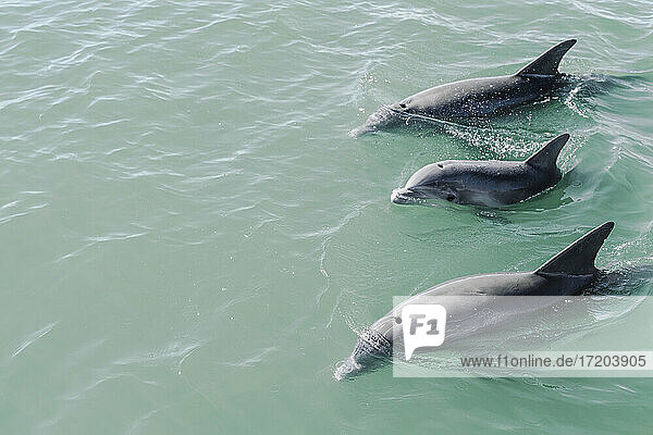 Dolphins swimming near surface